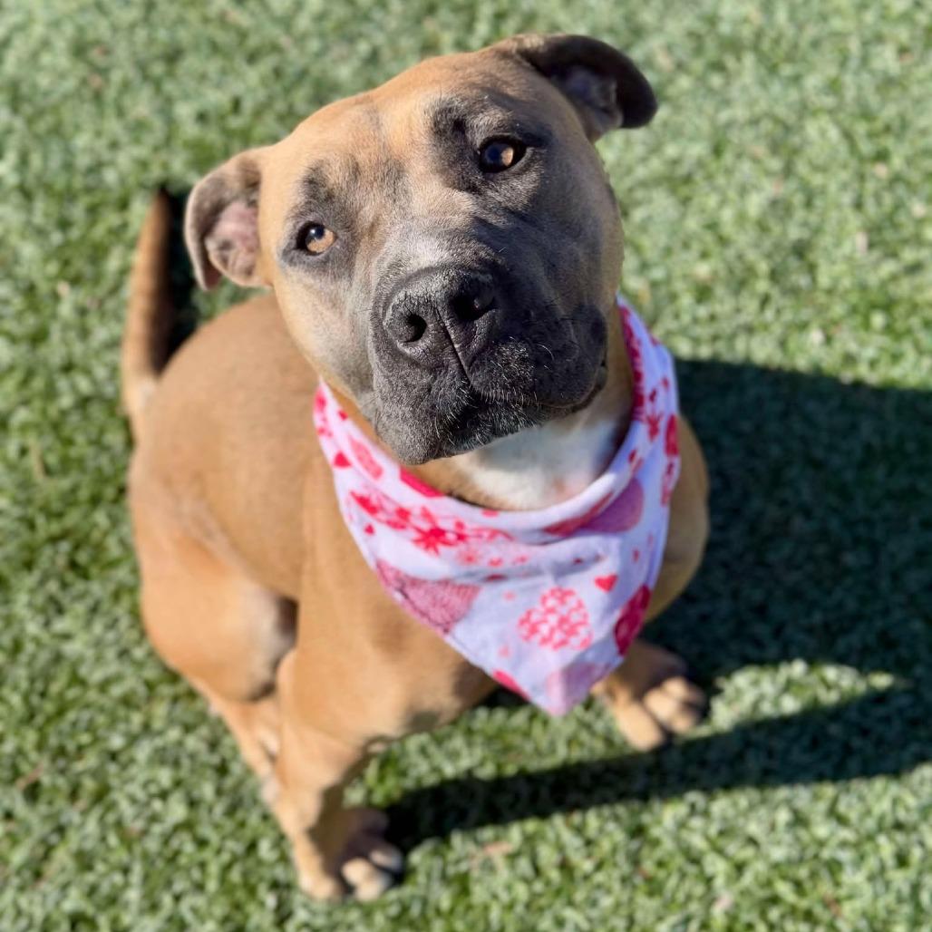 Enlarge Lola, a Adoptable mixed breed in Henderson, NV image 2/6