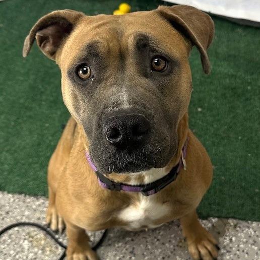 Enlarge Lola, a Adoptable mixed breed in Henderson, NV image 3/6