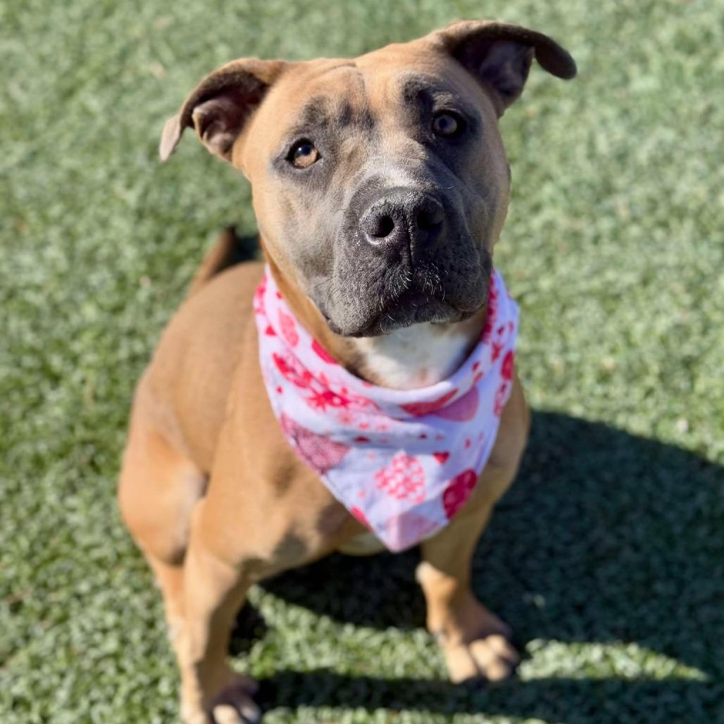 Enlarge Lola, a Adoptable mixed breed in Henderson, NV image 4/6