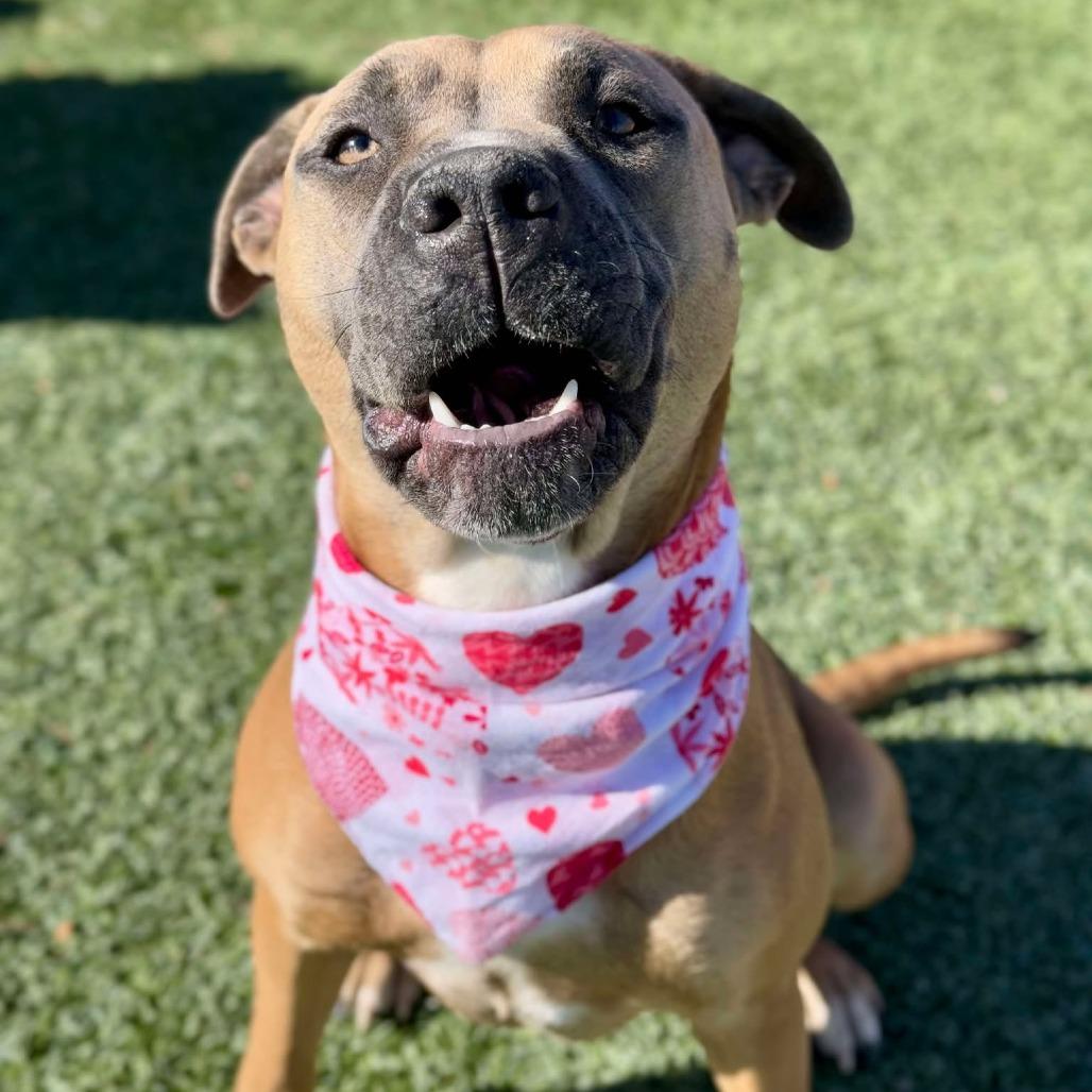 Enlarge Lola, a Adoptable mixed breed in Henderson, NV image 5/6