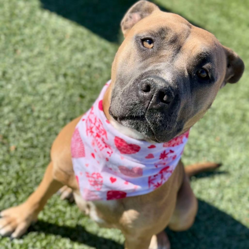 Enlarge Lola, a Adoptable mixed breed in Henderson, NV image 6/6