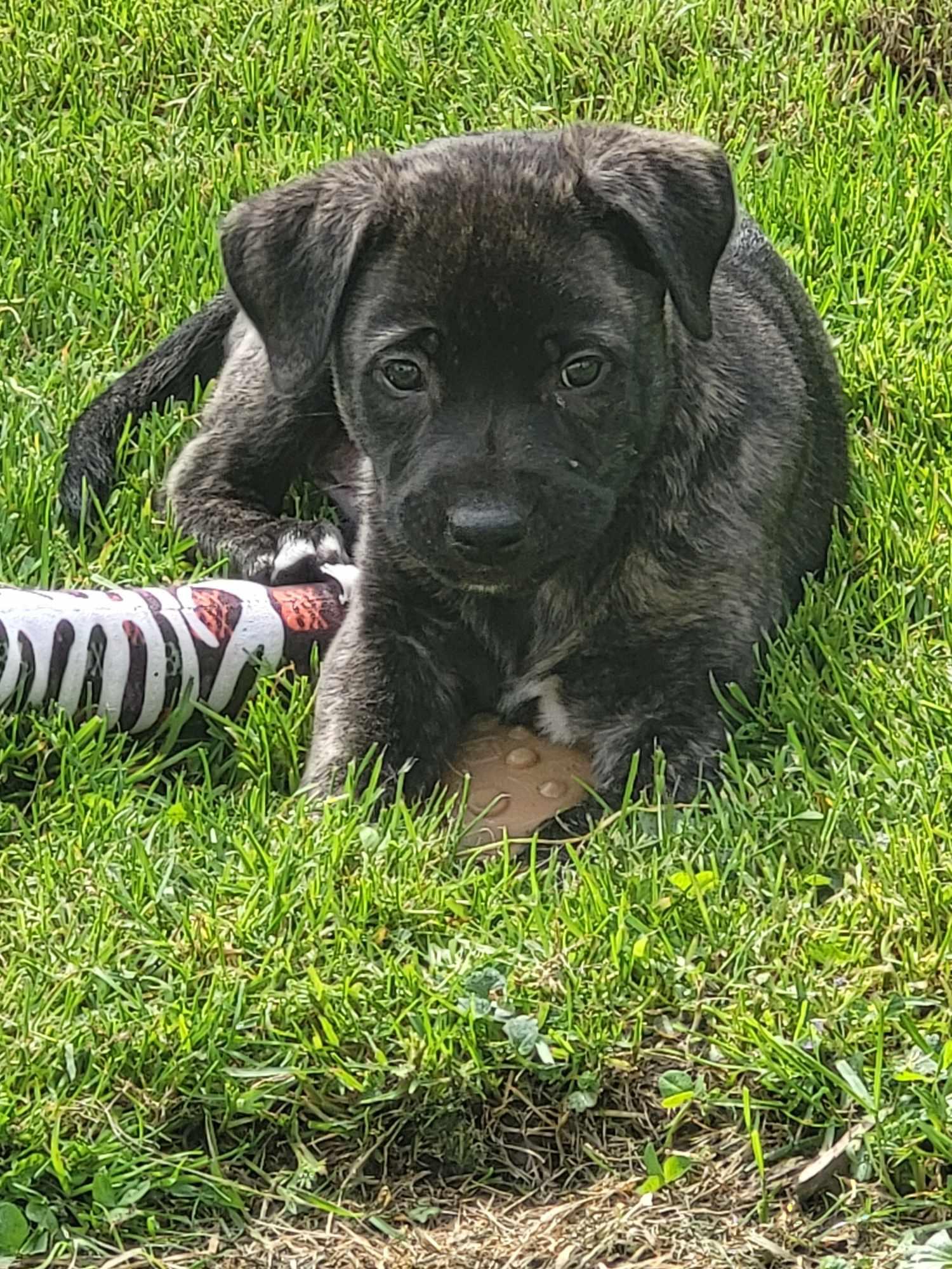 Badabing, Adopted, Puppy Male Cane Corso.