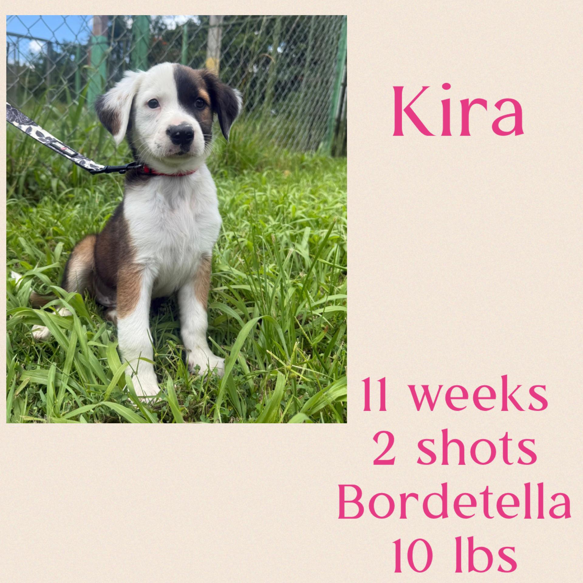 Kira, ADOPTABLE, Young Female Spaniel.