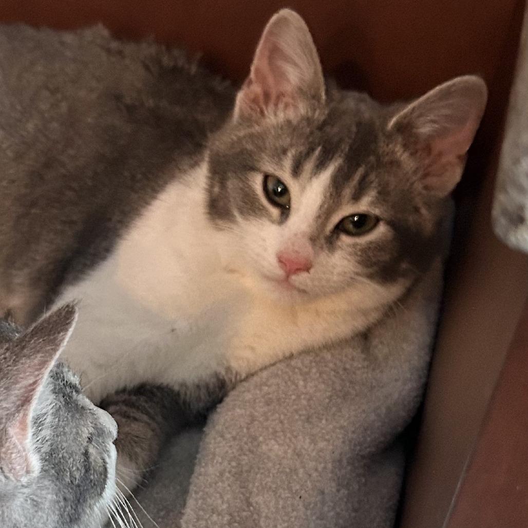 Ivy (k2026), a Adoptable Domestic Short Hair in Skokie, IL image 1/6