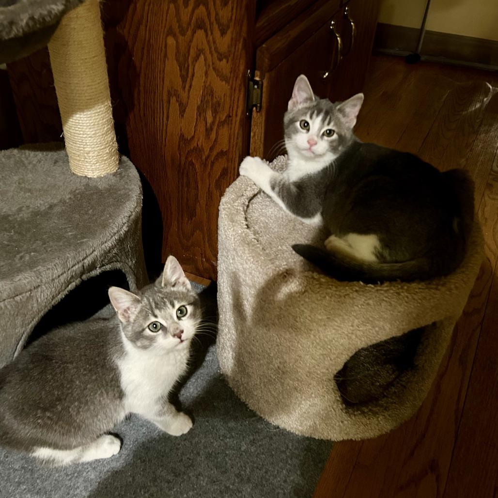 Ivy (k2026), a Adoptable Domestic Short Hair in Skokie, IL image 2/6