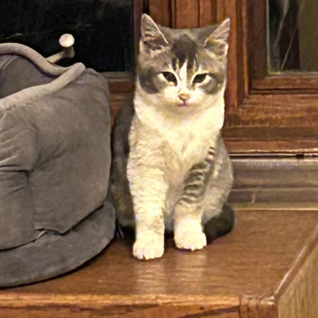 Ivy (k2026), a Adoptable Domestic Short Hair in Skokie, IL image 3/6
