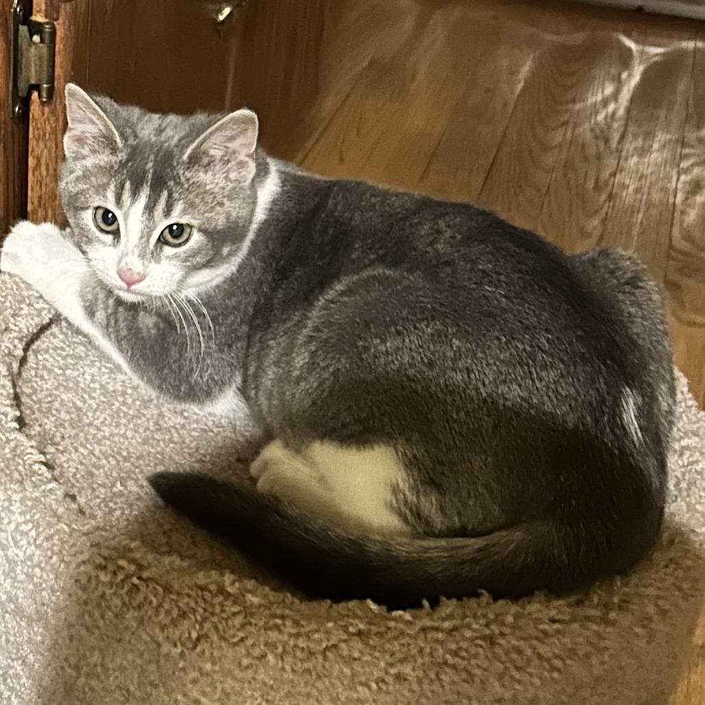 Ivy (k2026), a Adoptable Domestic Short Hair in Skokie, IL image 4/6