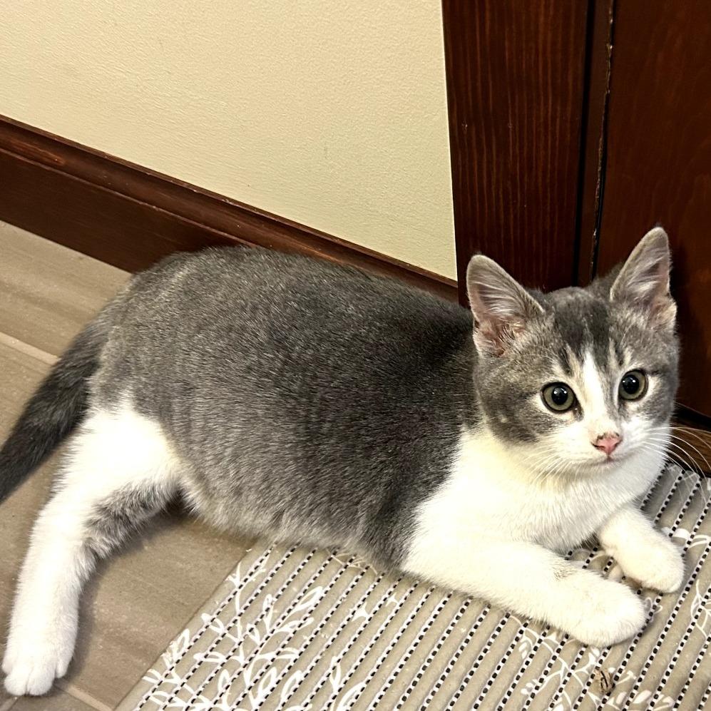 Enlarge Ivy (k2026), a Adoptable Domestic Short Hair in Skokie, IL image 4/6