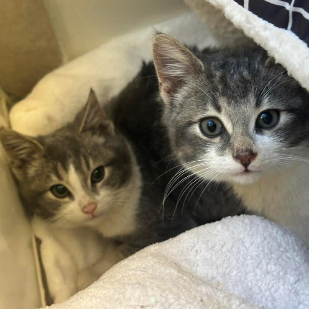 Ivy (k2026), a Adoptable Domestic Short Hair in Skokie, IL image 5/6