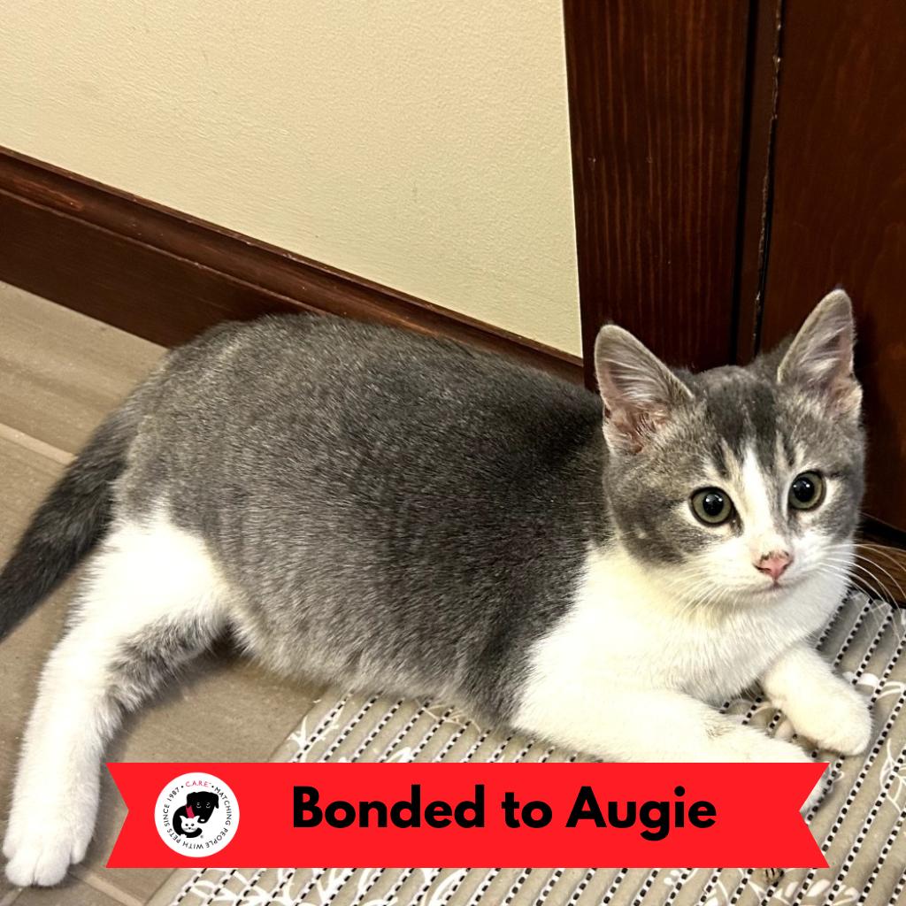 Ivy (k2026), a Adoptable Domestic Short Hair in Skokie, IL image 6/6