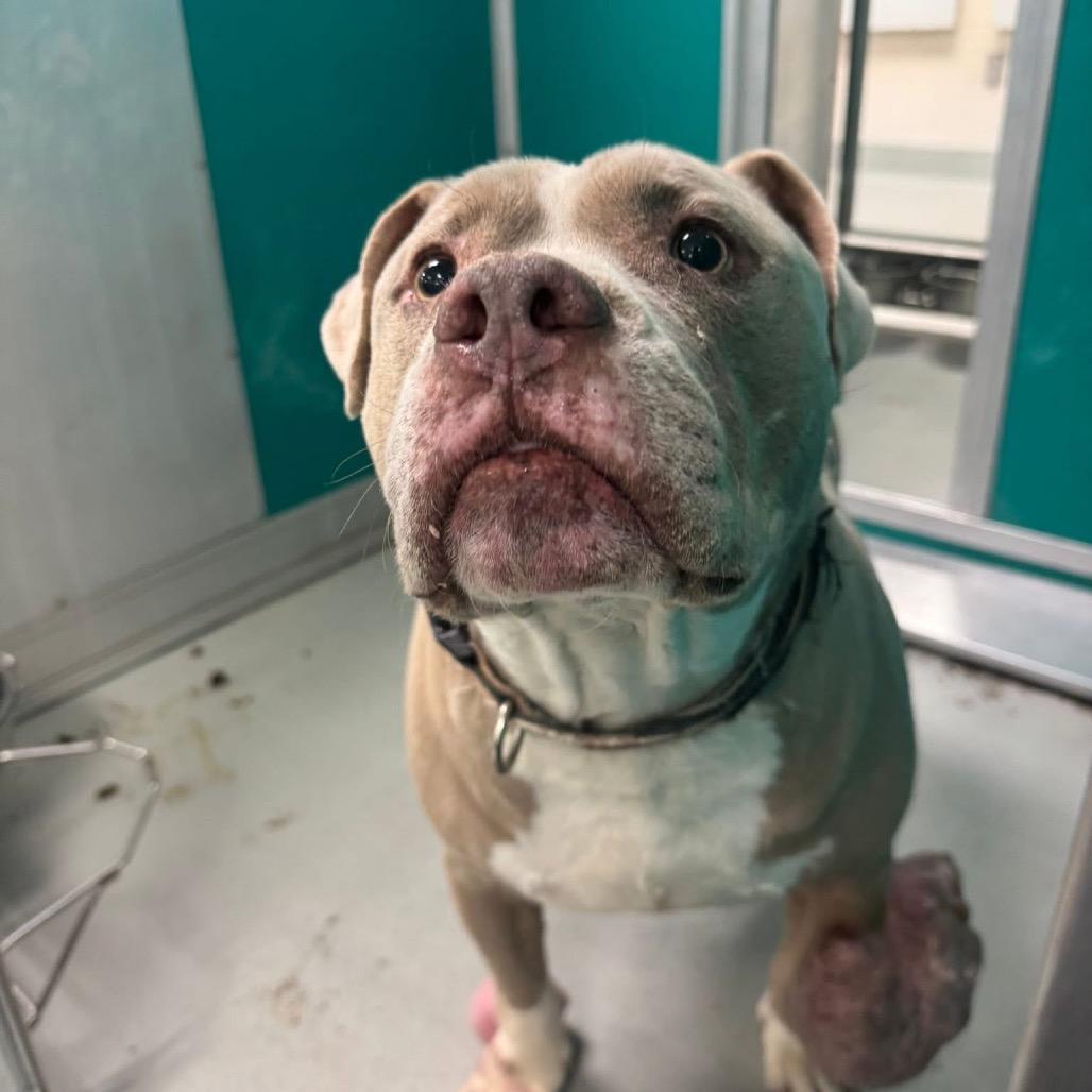 Brisket — thumbnail 3