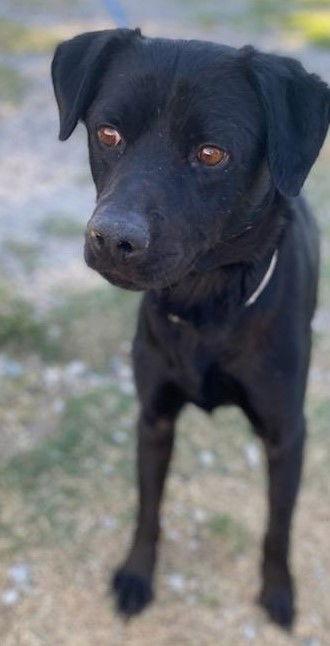 Drako, a Adoptable Labrador Retriever in San Diego, CA image 1/3