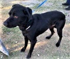 Drako, a Adoptable Labrador Retriever in San Diego, CA image 3/3