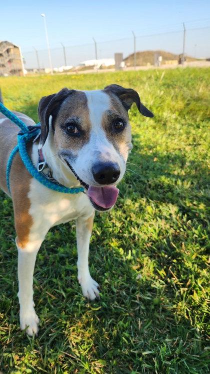 Soschi, an adoptable Harrier in Appleton, WI, 54914 | Photo Image 1
