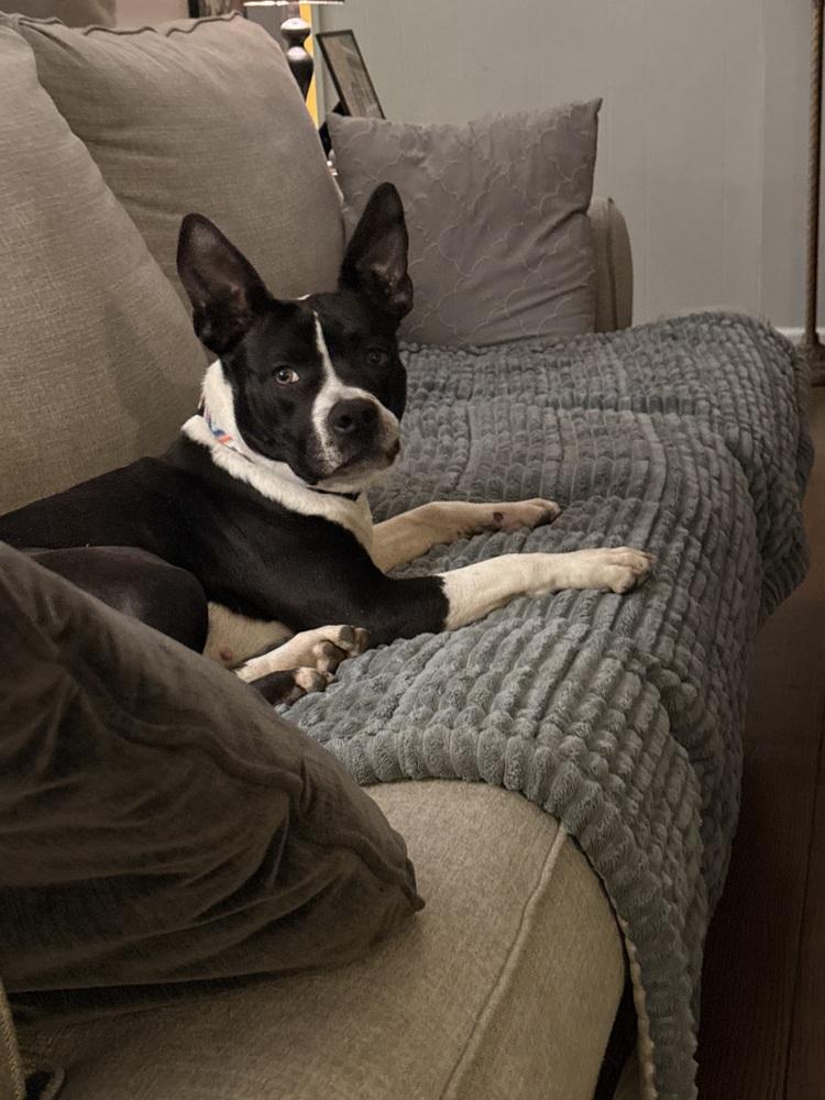 Enlarge Jill, a Adoptable mixed breed in Jackson, TN image 2/6