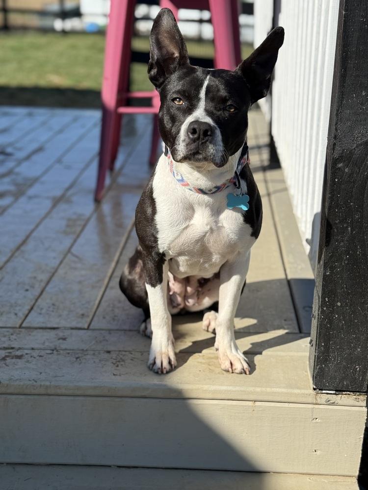 Enlarge Jill, a Adoptable mixed breed in Jackson, TN image 1/6