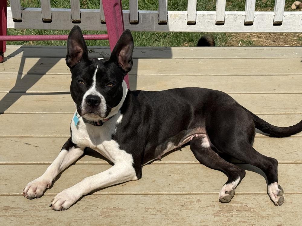 Enlarge Jill, a Adoptable mixed breed in Jackson, TN image 2/6