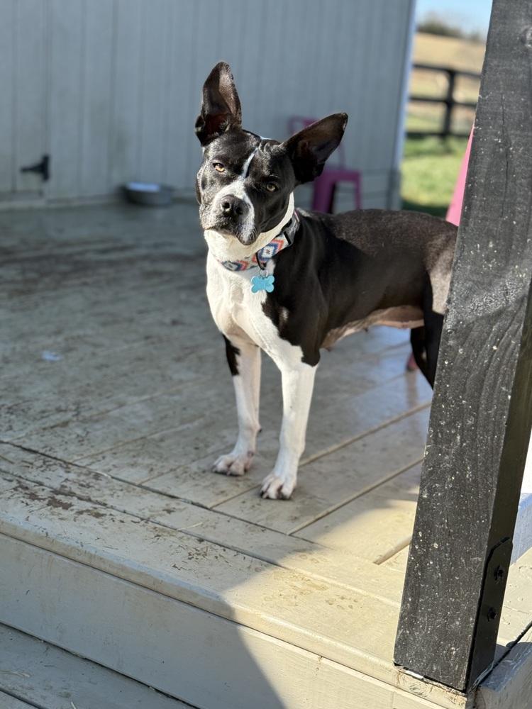 Enlarge Jill, a Adoptable mixed breed in Jackson, TN image 3/6