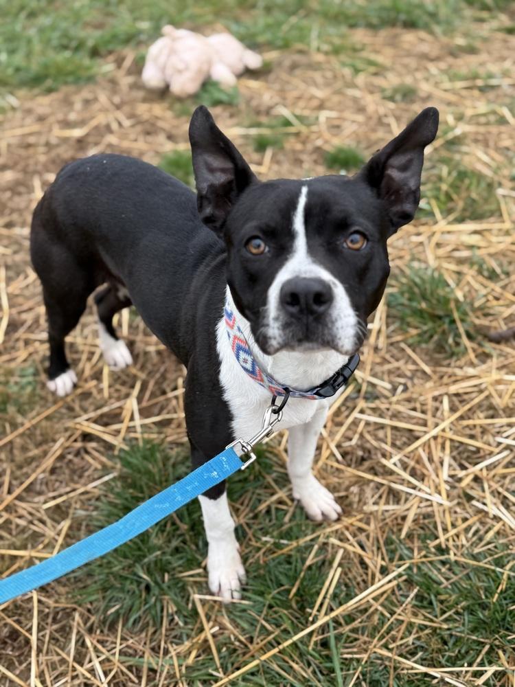 Enlarge Jill, a Adoptable mixed breed in Jackson, TN image 4/6