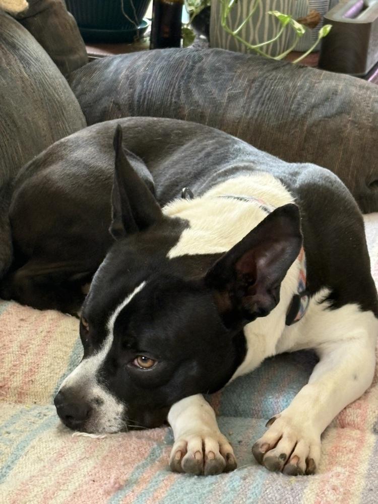 Enlarge Jill, a Adoptable mixed breed in Jackson, TN image 5/6