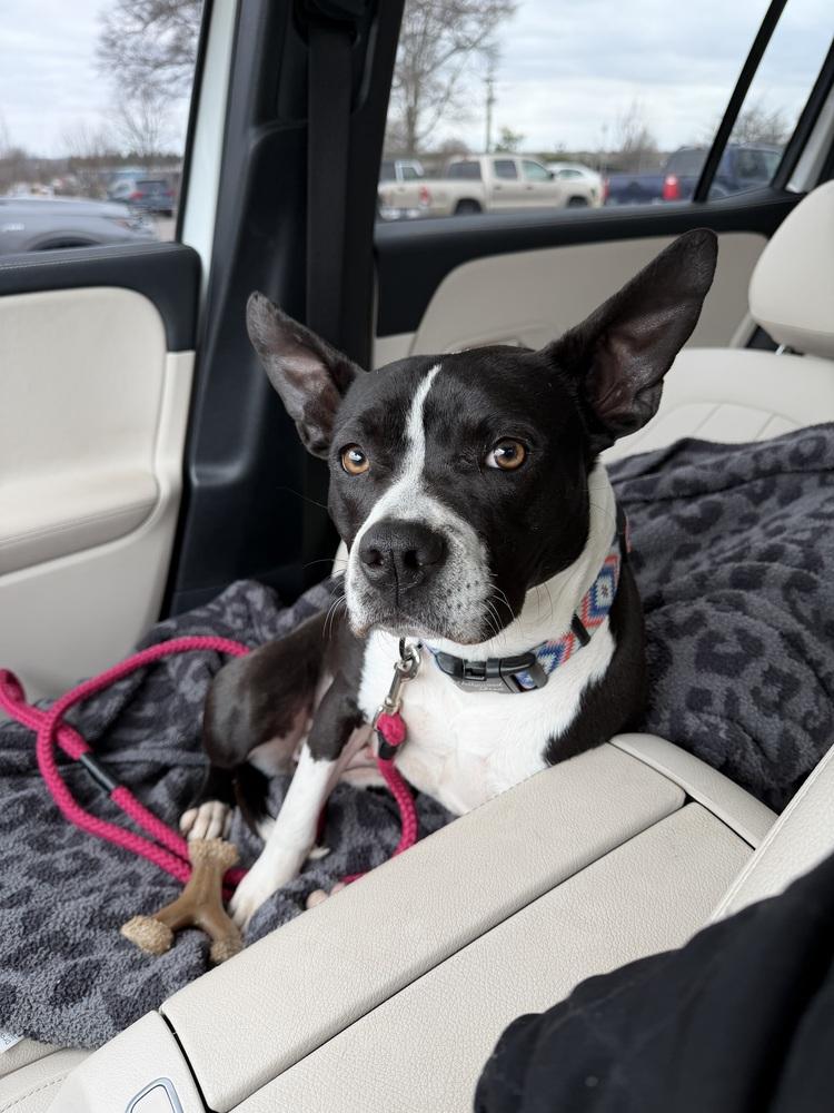 Enlarge Jill, a Adoptable mixed breed in Jackson, TN image 4/6