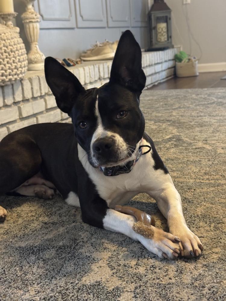 Enlarge Jill, a Adoptable mixed breed in Jackson, TN image 5/6