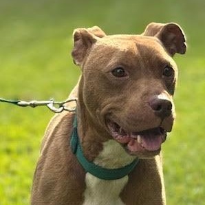 Enlarge Kooper, a Adopted mixed breed in Water Valley, MS image 4/5