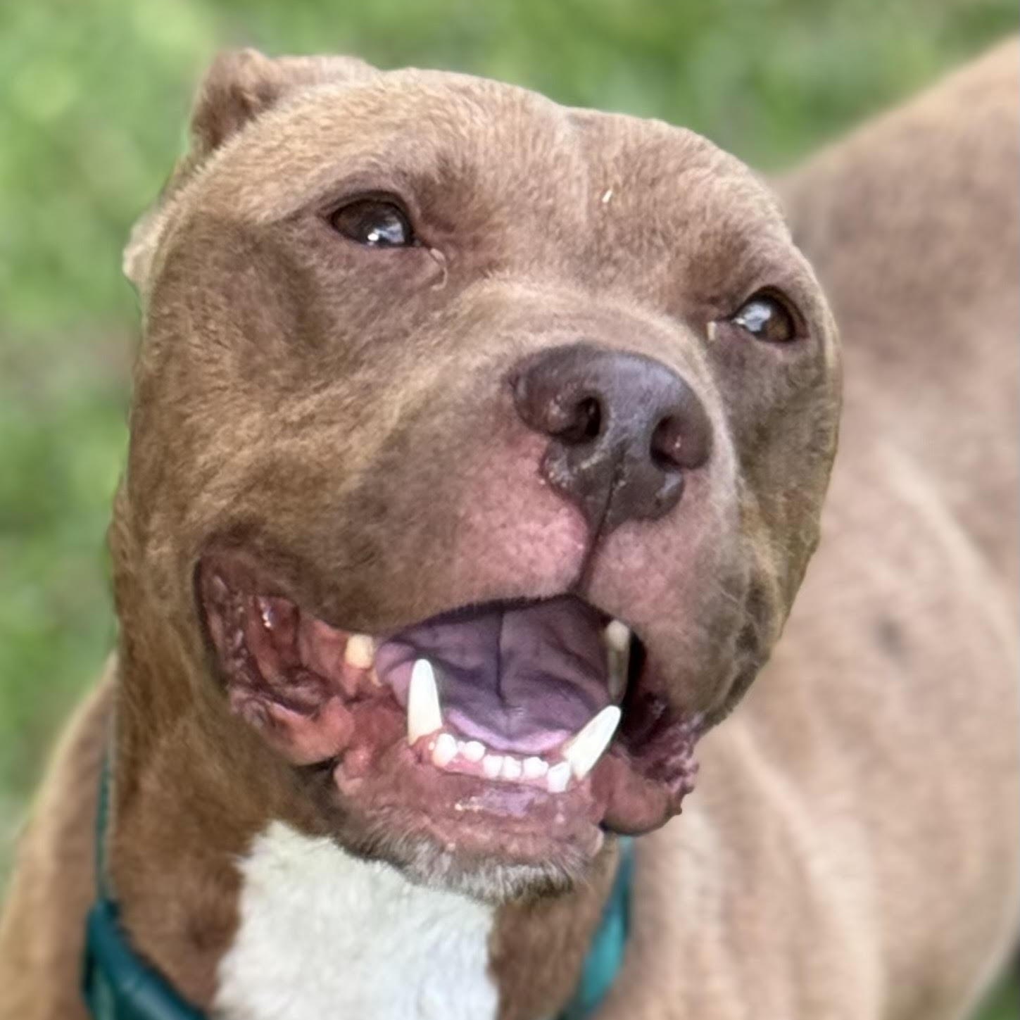 Enlarge Kooper, a Adopted mixed breed in Water Valley, MS image 2/5