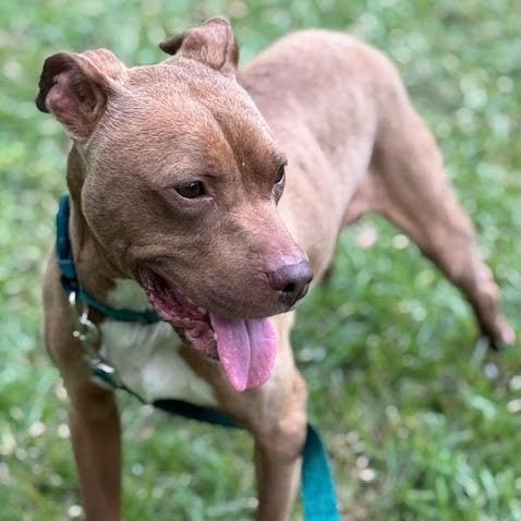 Enlarge Kooper, a Adopted mixed breed in Water Valley, MS image 5/5