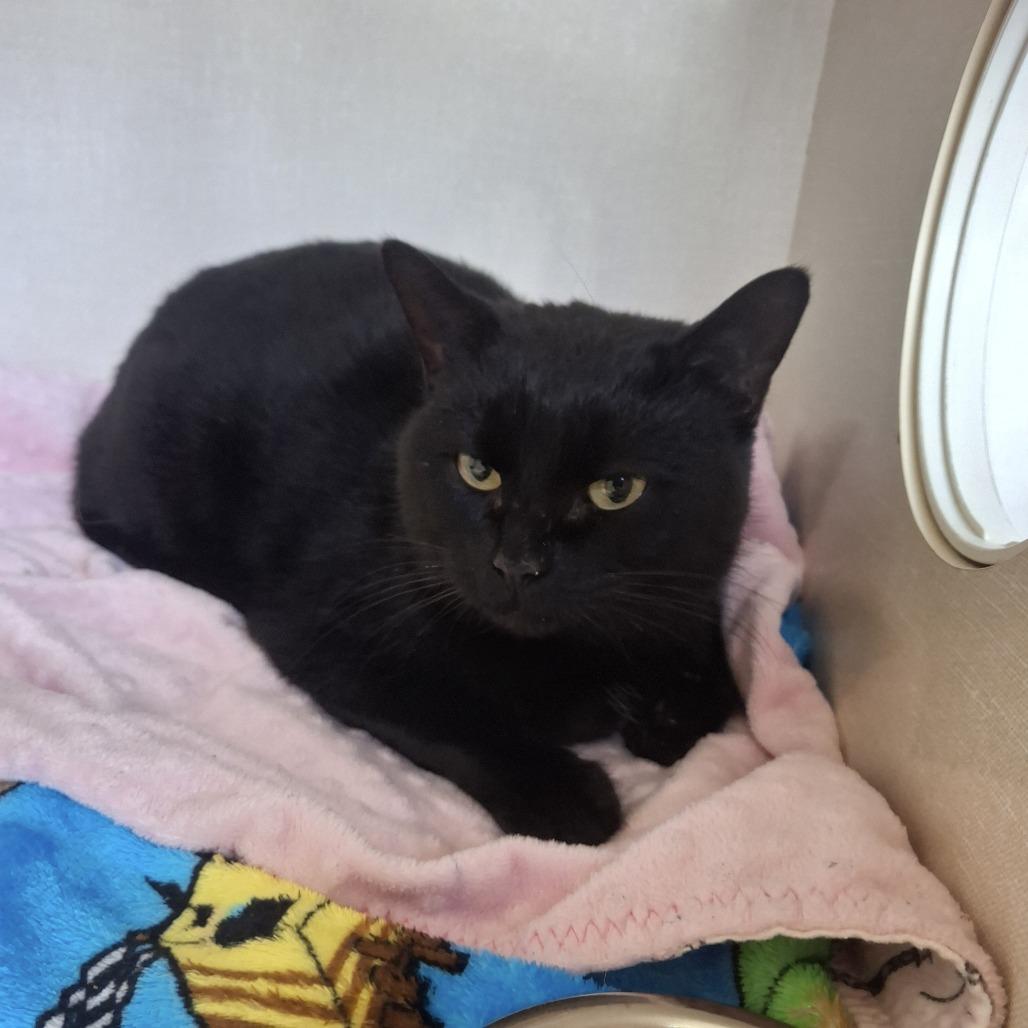 Nancy Wheeler, Adoptable, Young Female Domestic Short Hair.
