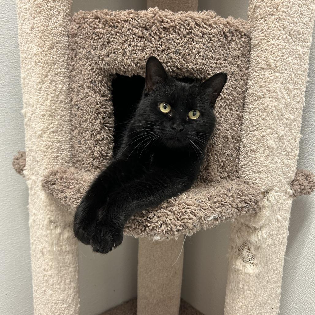 Enlarge Nancy Wheeler, a Adoptable Domestic Short Hair in Conway, NH image 2/6