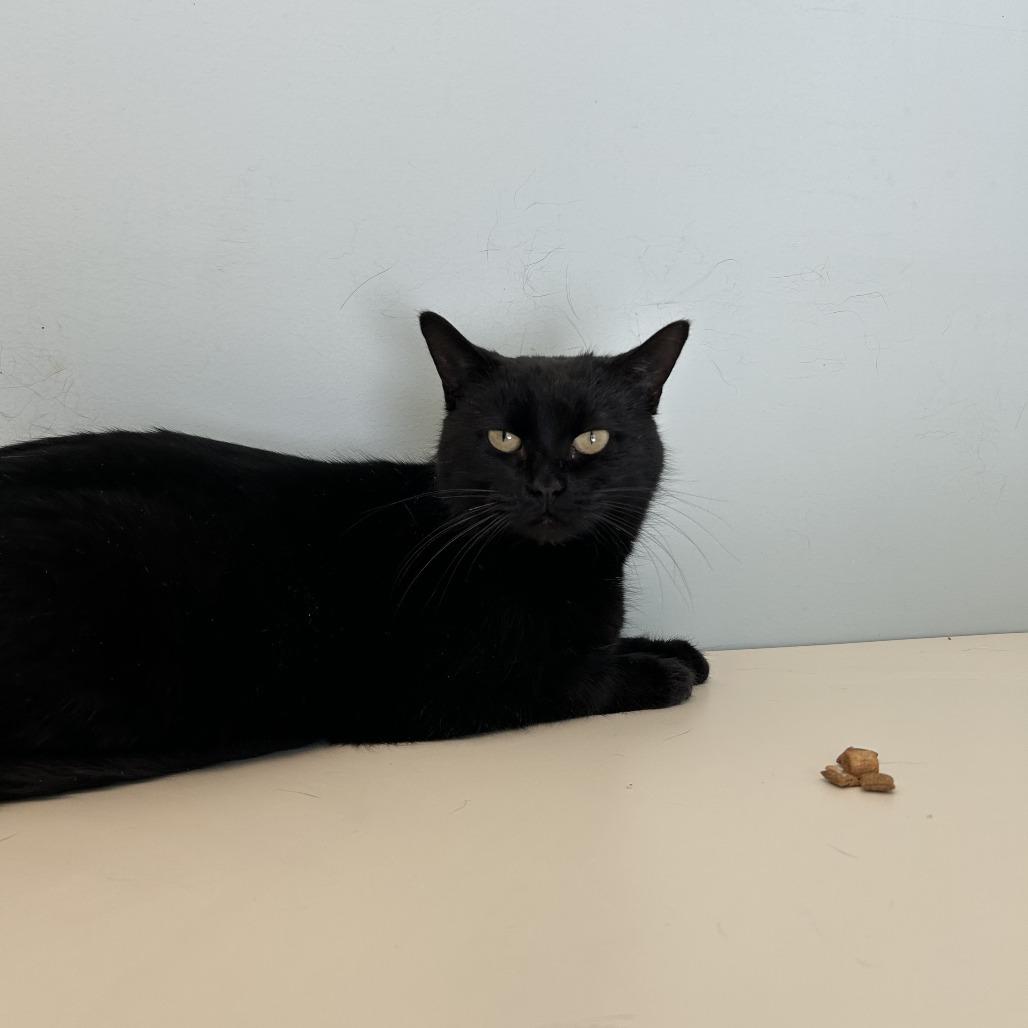 Enlarge Nancy Wheeler, a Adoptable Domestic Short Hair in Conway, NH image 3/6