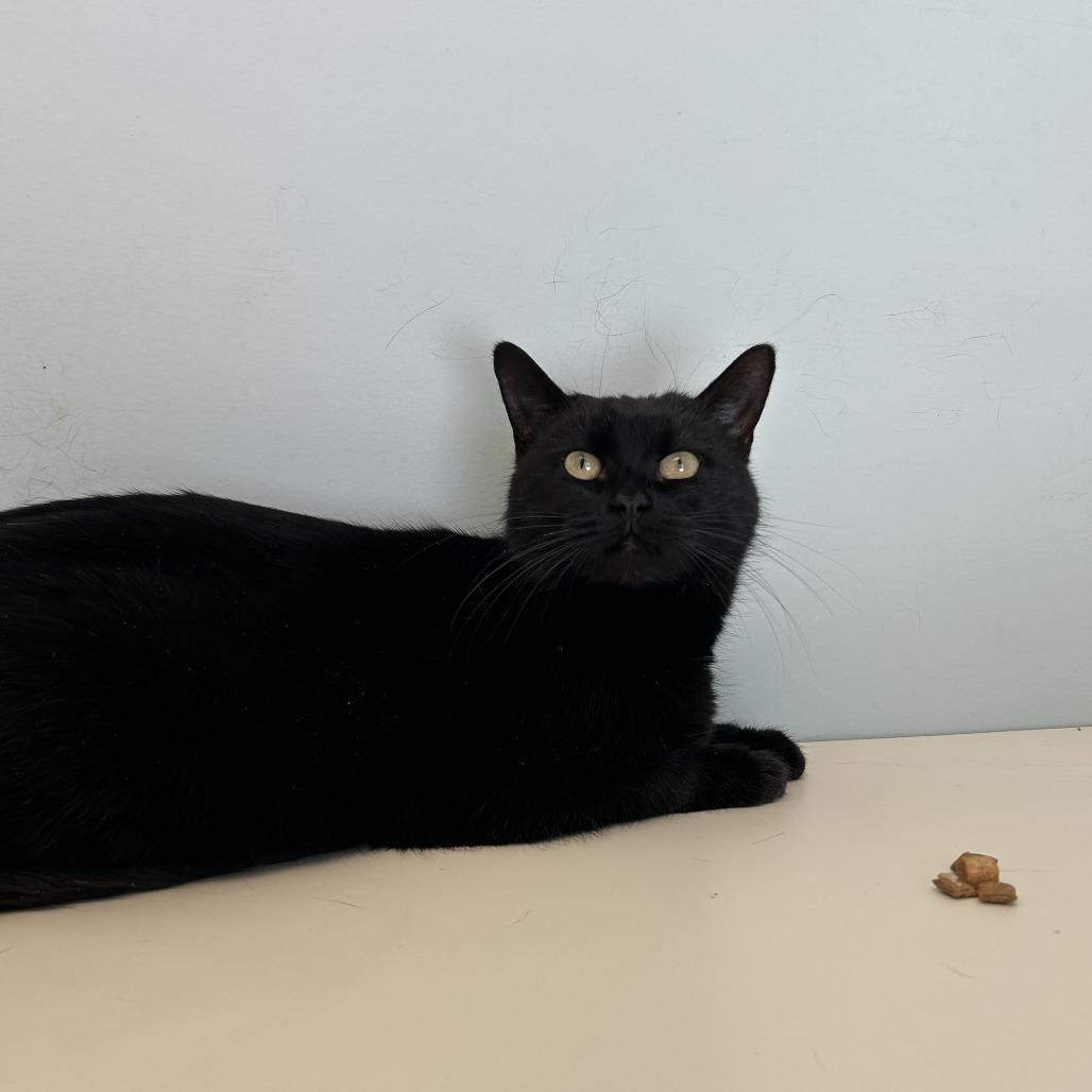 Enlarge Nancy Wheeler, a Adoptable Domestic Short Hair in Conway, NH image 4/6