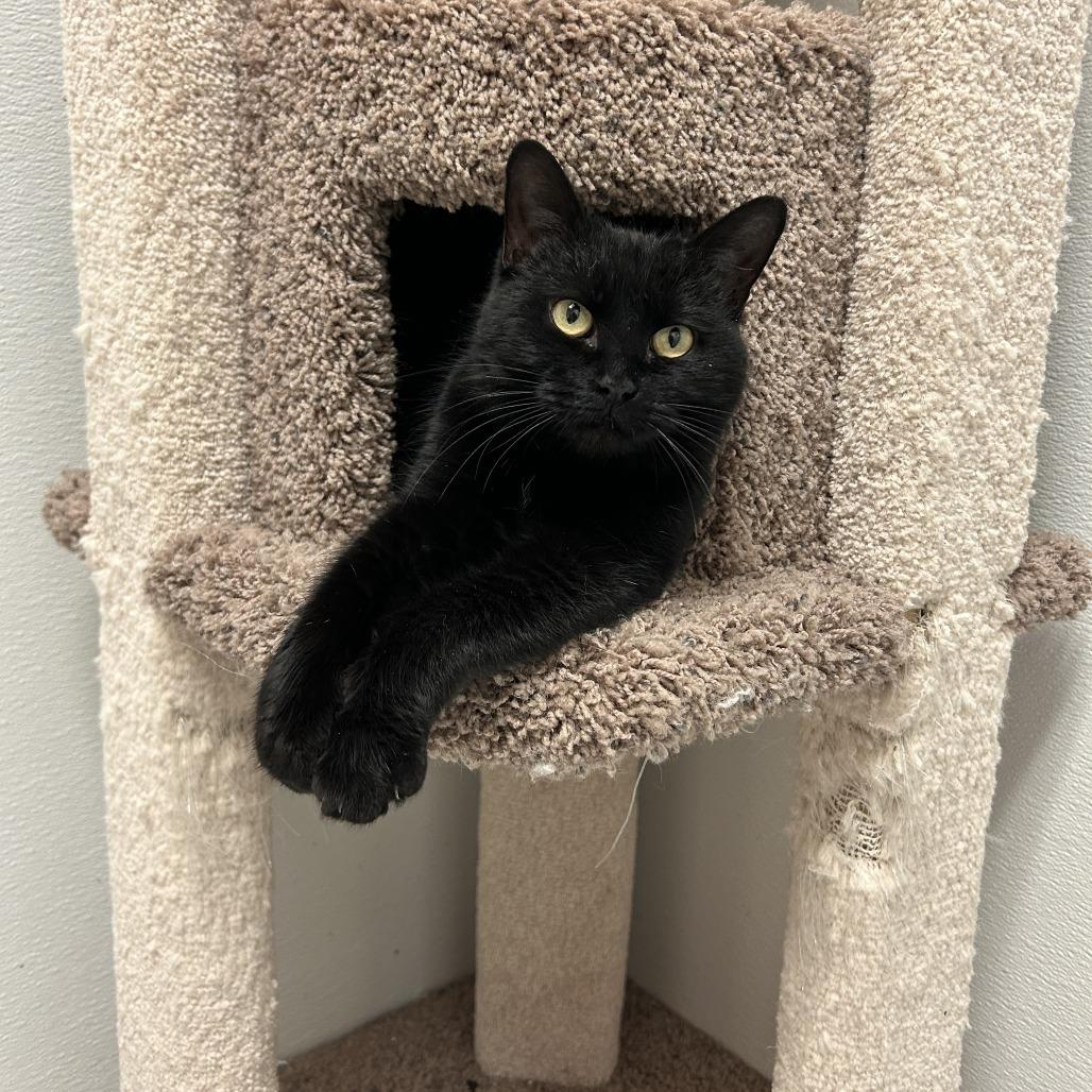 Enlarge Nancy Wheeler, a Adoptable Domestic Short Hair in Conway, NH image 5/6