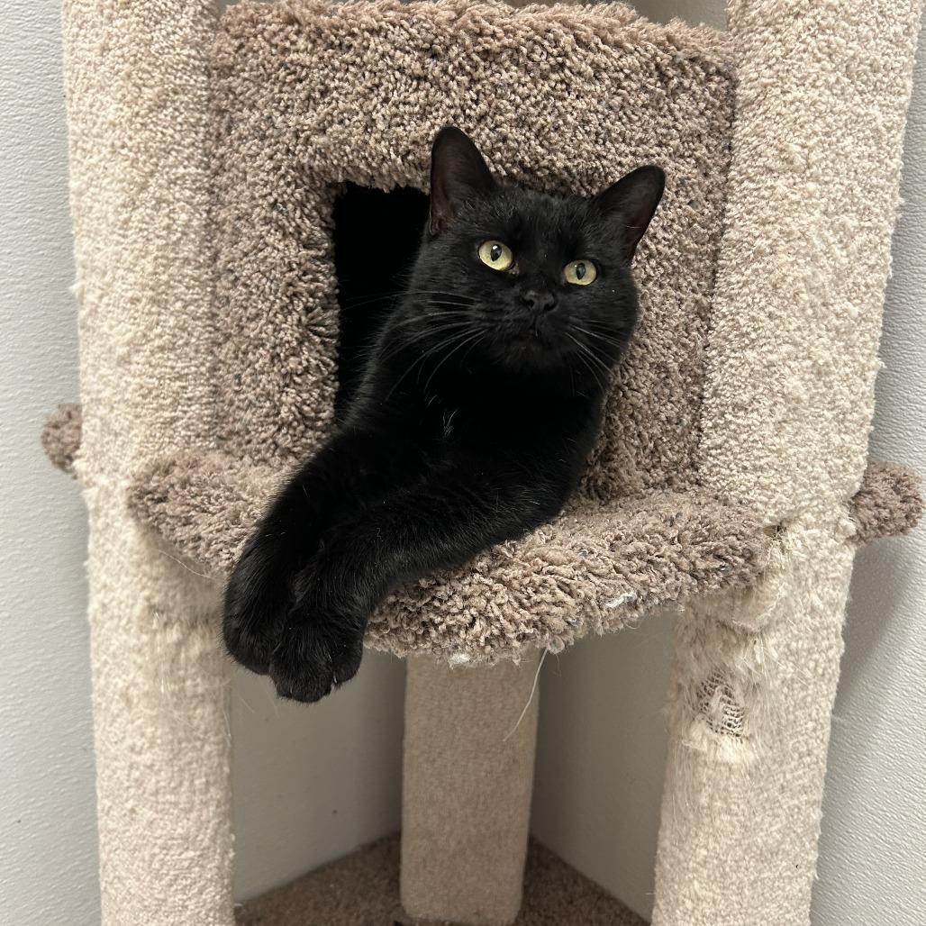 Enlarge Nancy Wheeler, a Adoptable Domestic Short Hair in Conway, NH image 6/6