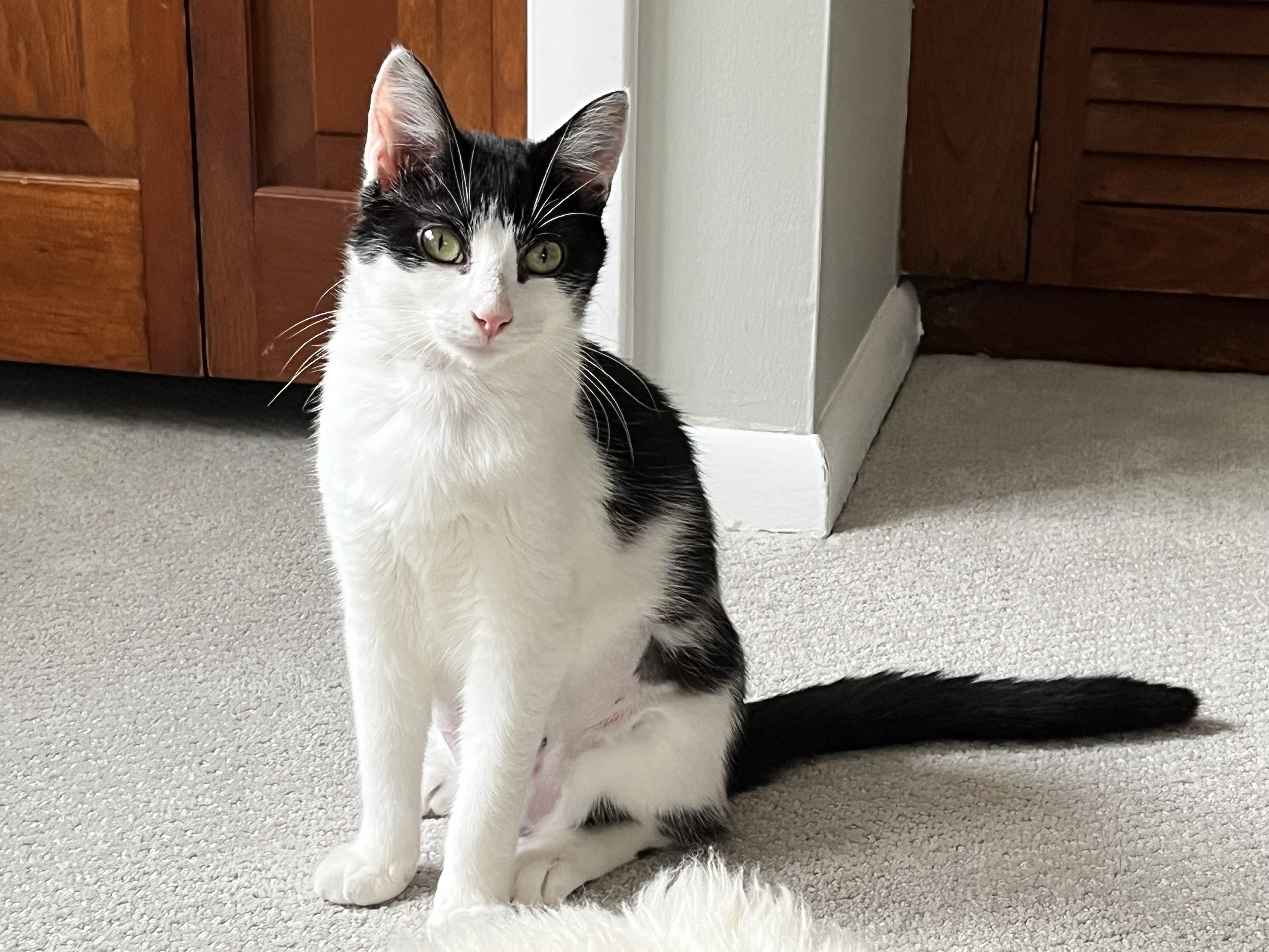 Enlarge Bentley and Bashful, a ADOPTABLE mixed breed in Schenectady, NY image 5/5