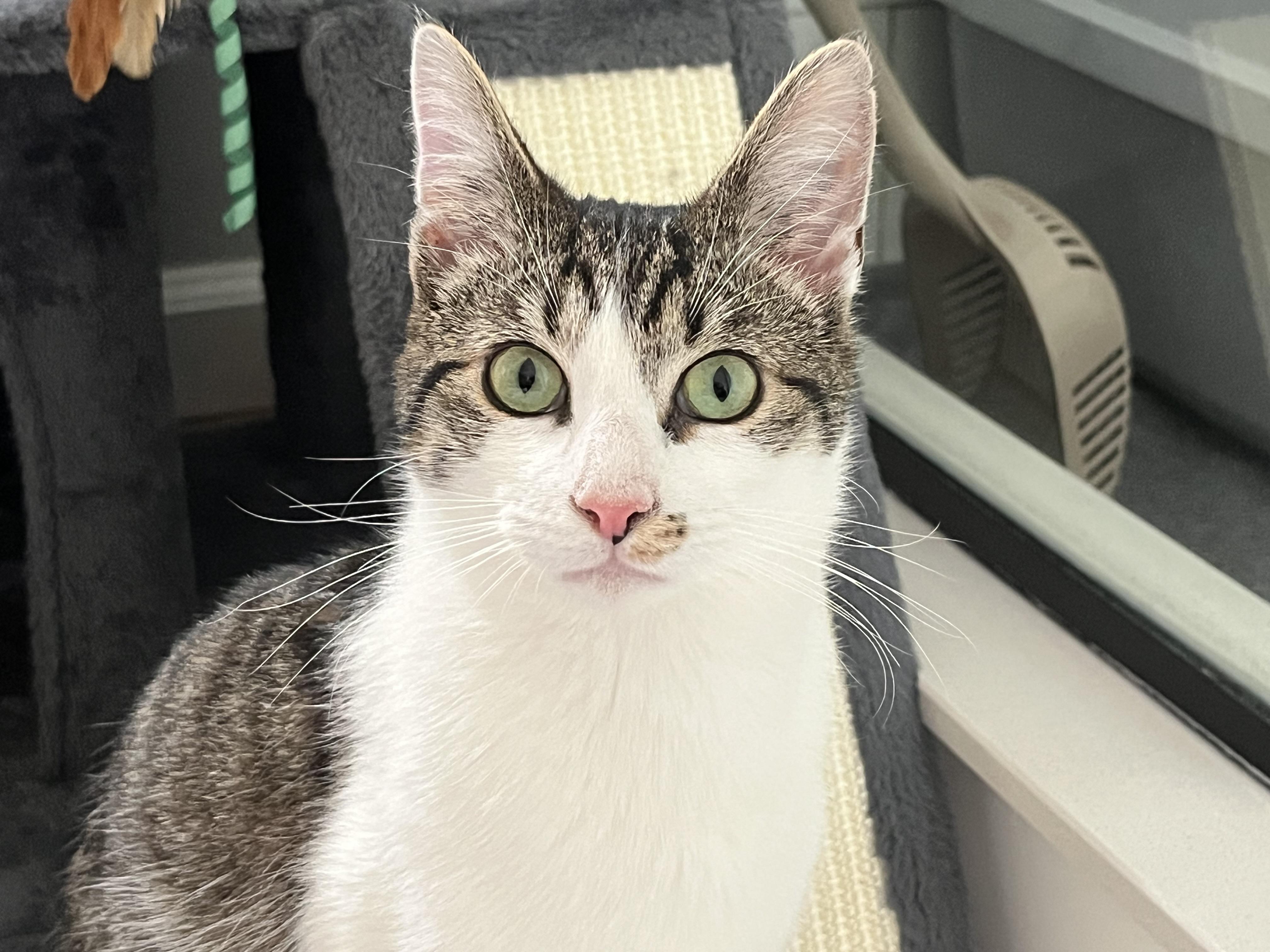 Enlarge Bentley and Bashful, a ADOPTABLE mixed breed in Schenectady, NY image 2/5