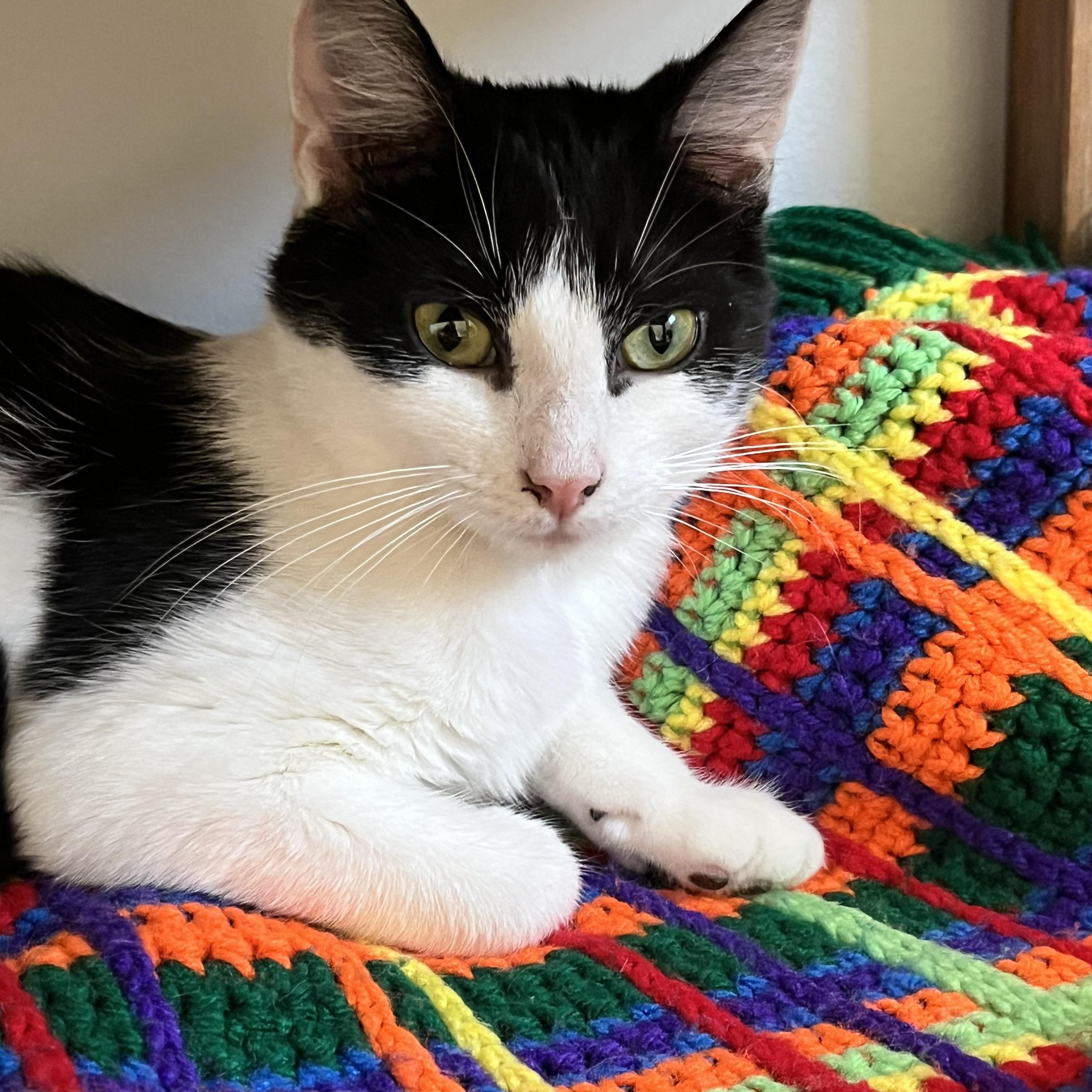 Enlarge Bentley and Bashful, a ADOPTABLE mixed breed in Schenectady, NY image 4/5