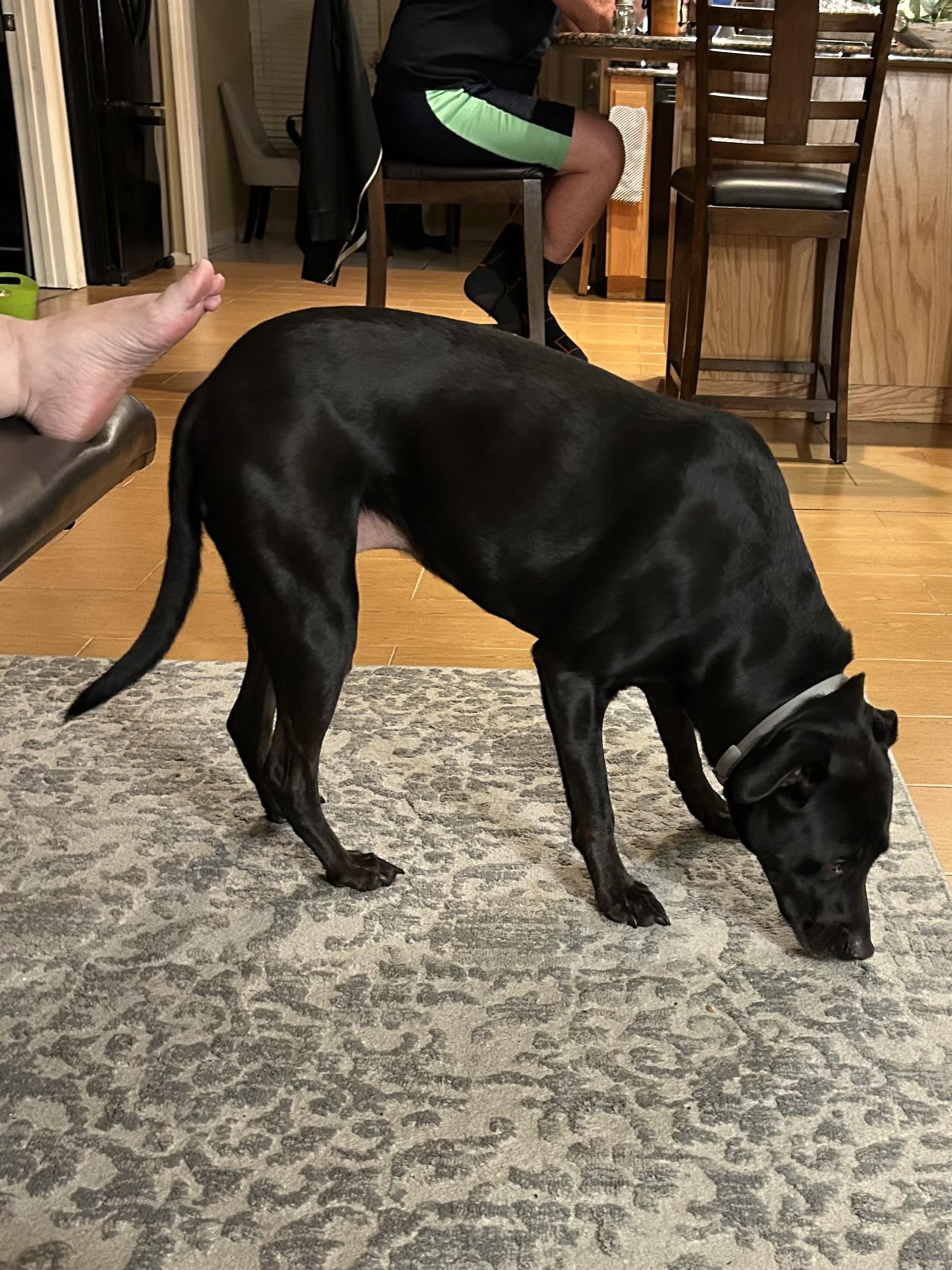 Kate--COME MEET!, an adoptable Labrador Retriever in Medfield, MA, 02052 | Photo Image 4