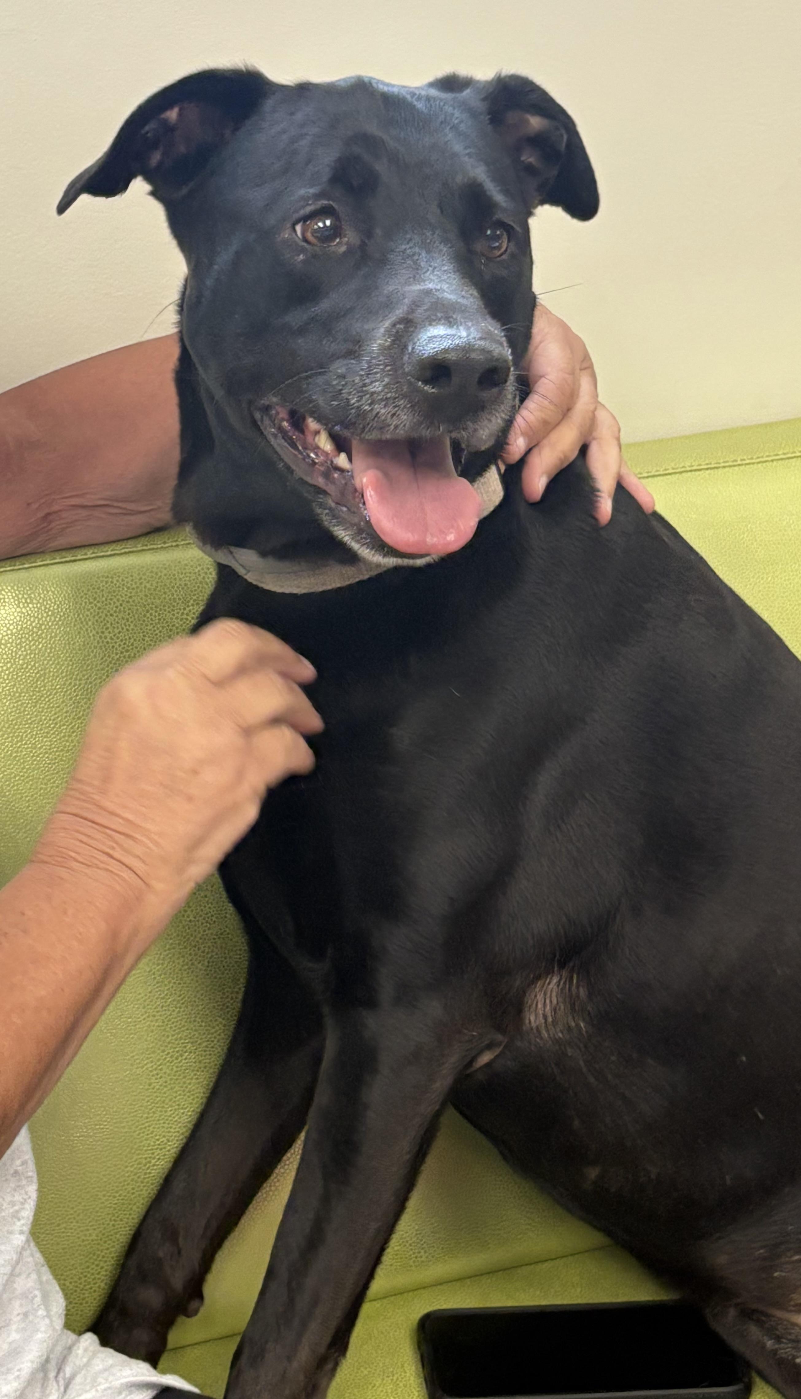 Kate--COME MEET!, an adoptable Labrador Retriever in Medfield, MA, 02052 | Photo Image 1