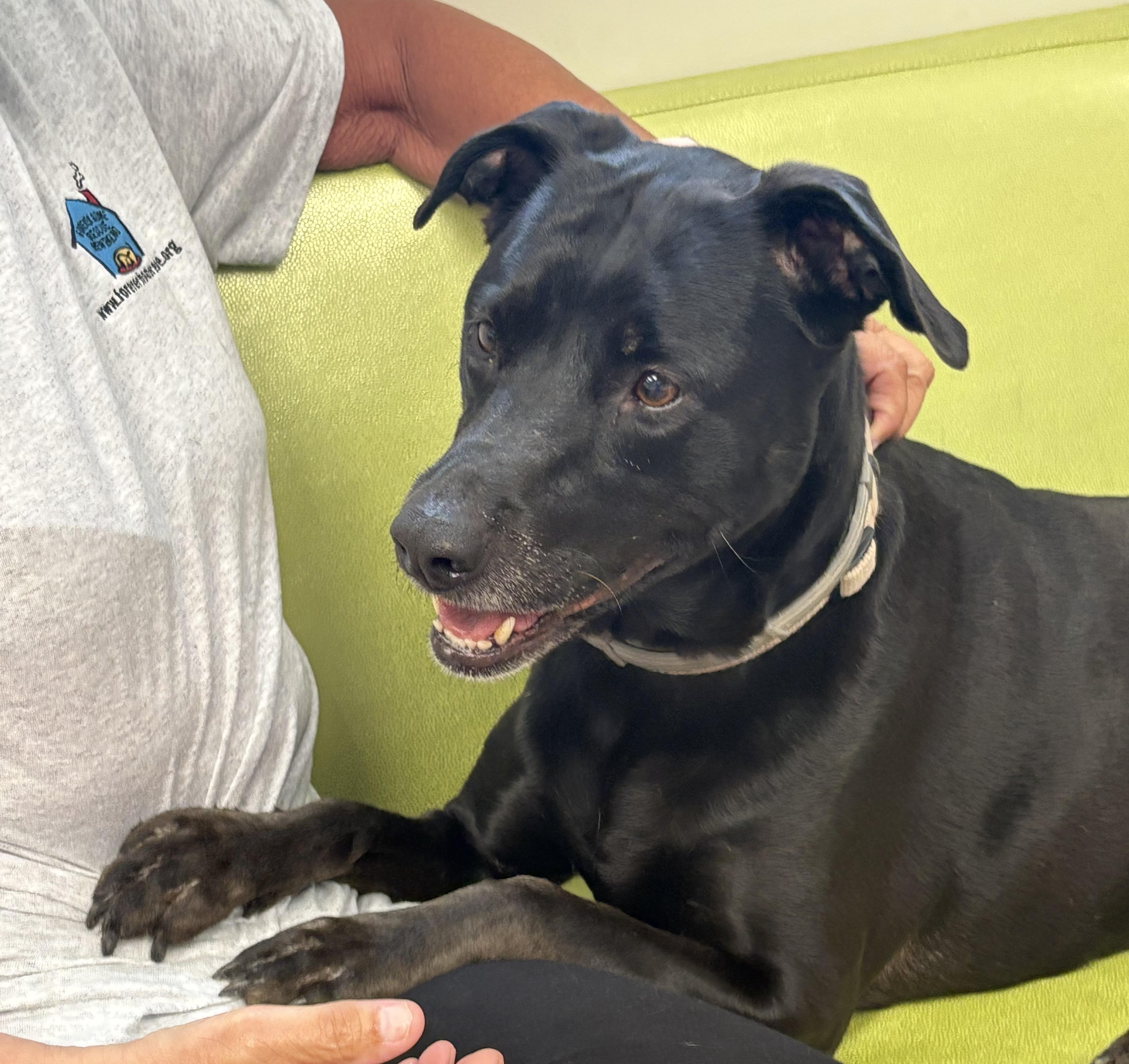 Kate--COME MEET!, an adoptable Labrador Retriever in Medfield, MA, 02052 | Photo Image 3