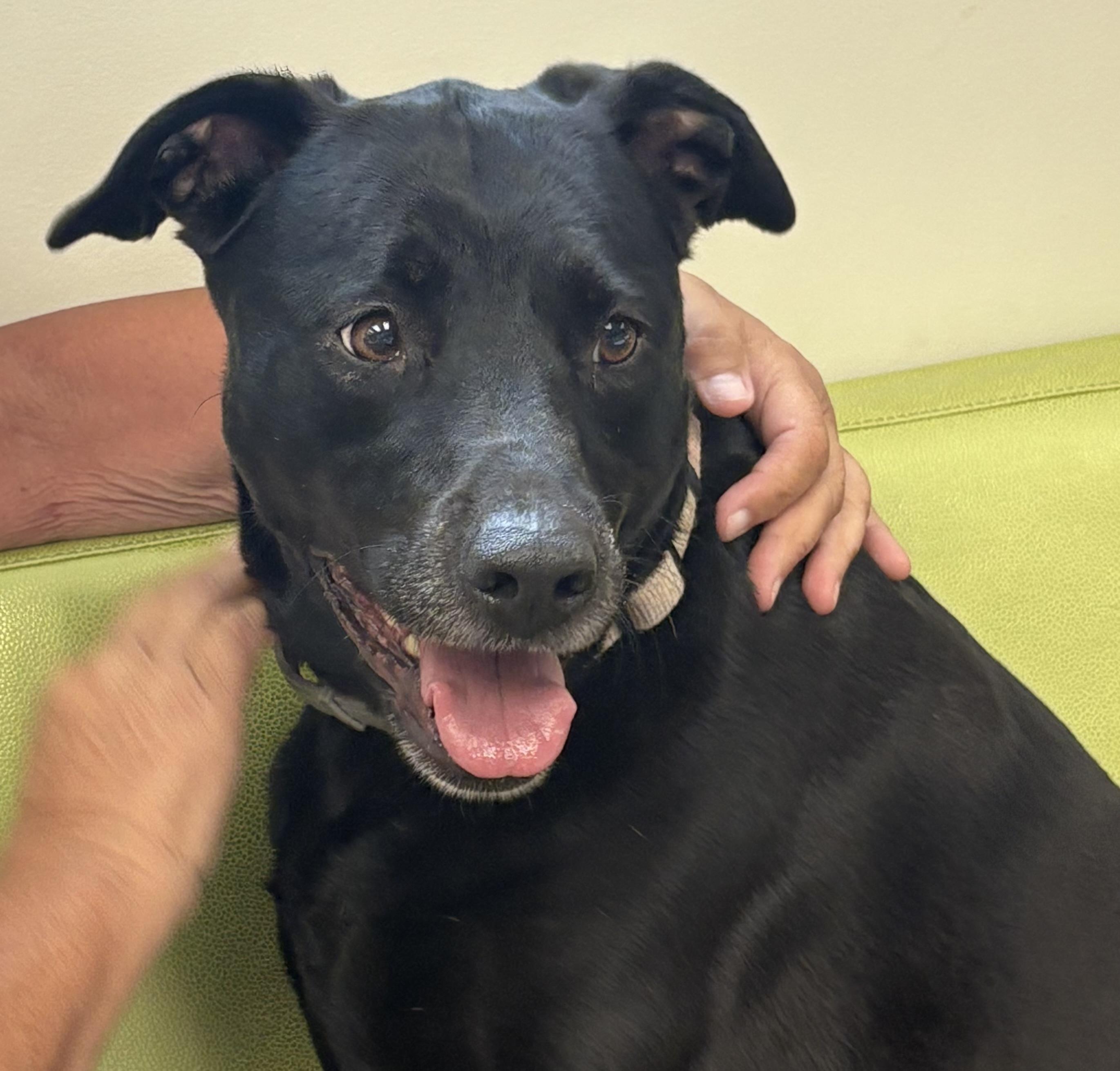 Kate--COME MEET!, an adoptable Labrador Retriever in Medfield, MA, 02052 | Photo Image 2