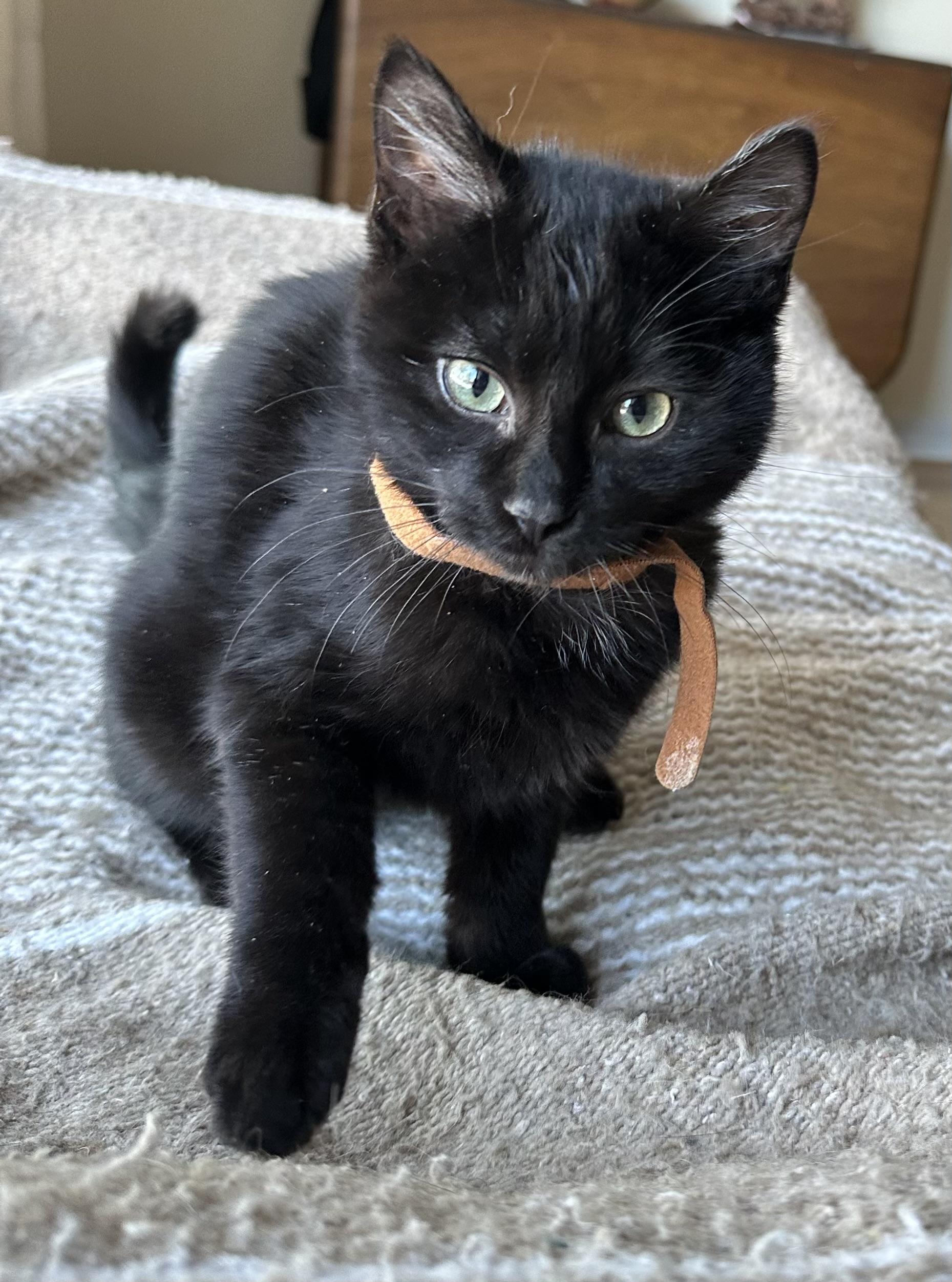 Kachi, adopted, Kitten Male Domestic Short Hair.