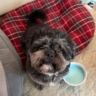Gatsby, a Adoptable Shih Tzu in Saint Louis, MO image 3/3