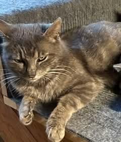 Eleanor, an adopted mixed breed in Gladstone, OR image 3/5