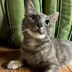Eleanor, adopted, Adult Female Tabby & Domestic Short Hair.