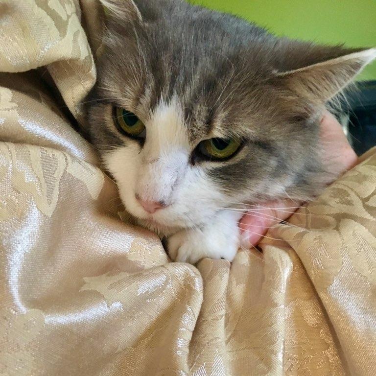 May, a Adoptable Domestic Medium Hair in Wakefield, QC image 5/5