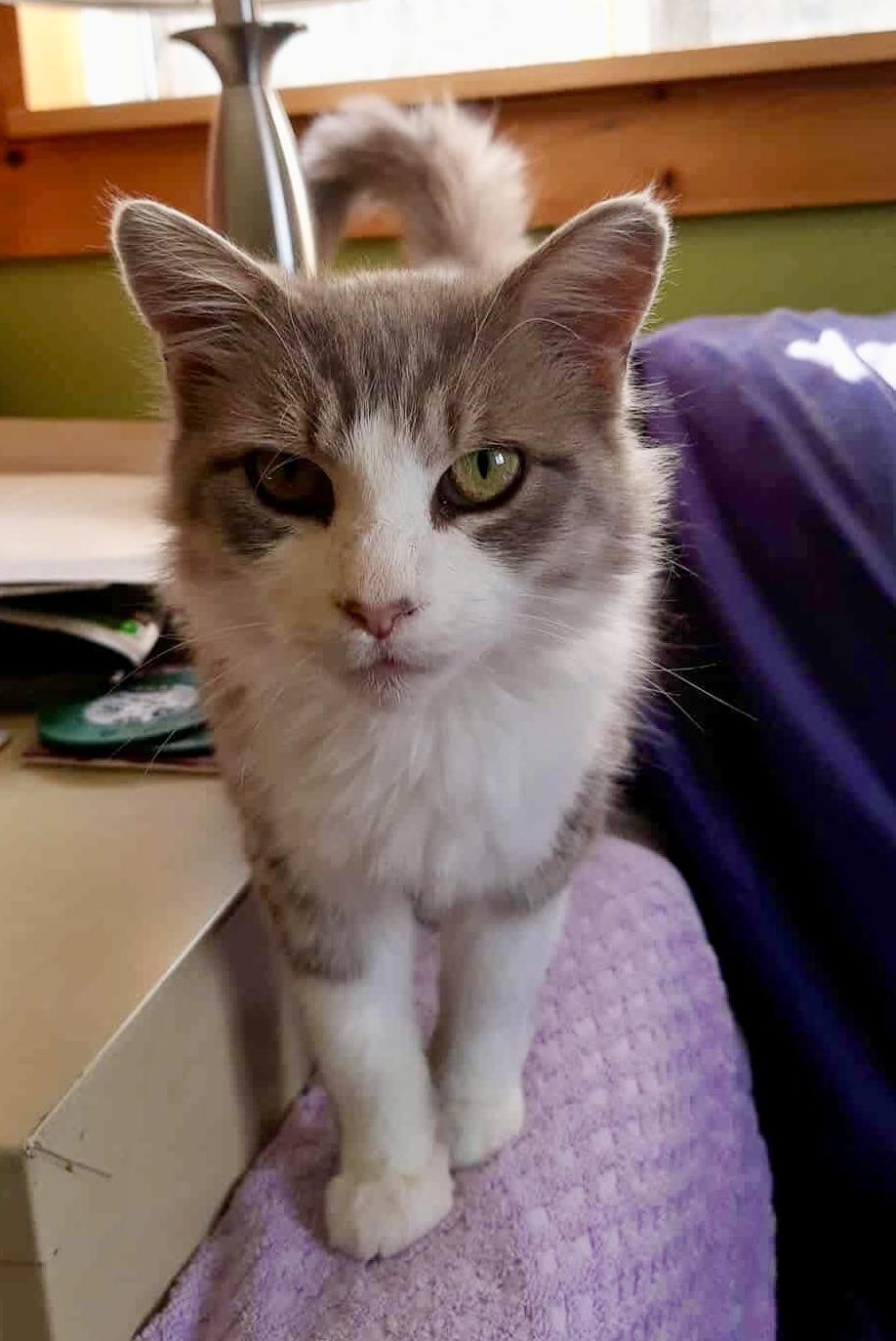 May, a Adoptable Domestic Medium Hair in Wakefield, QC image 2/5