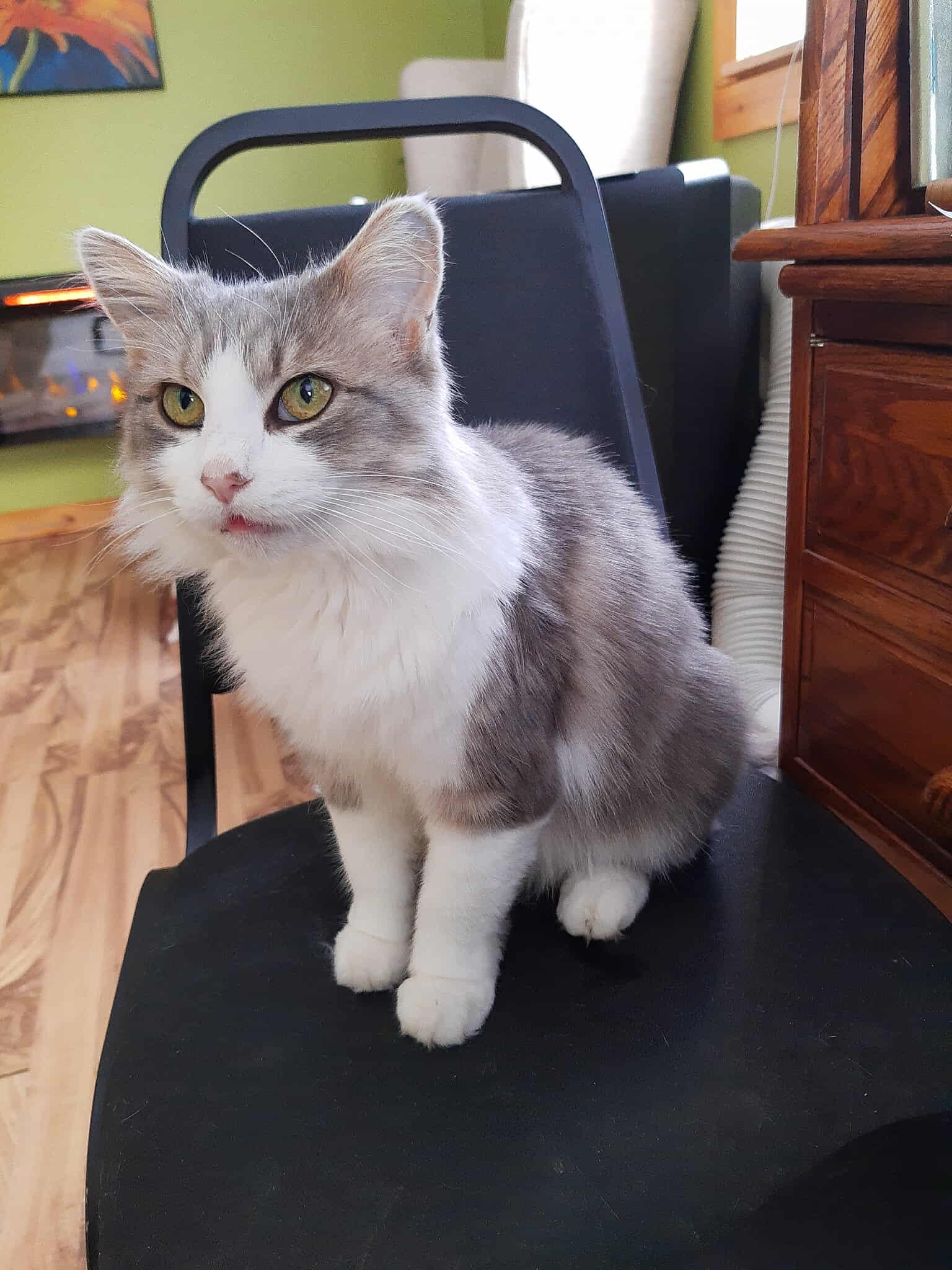 May, a Adoptable Domestic Medium Hair in Wakefield, QC image 1/5