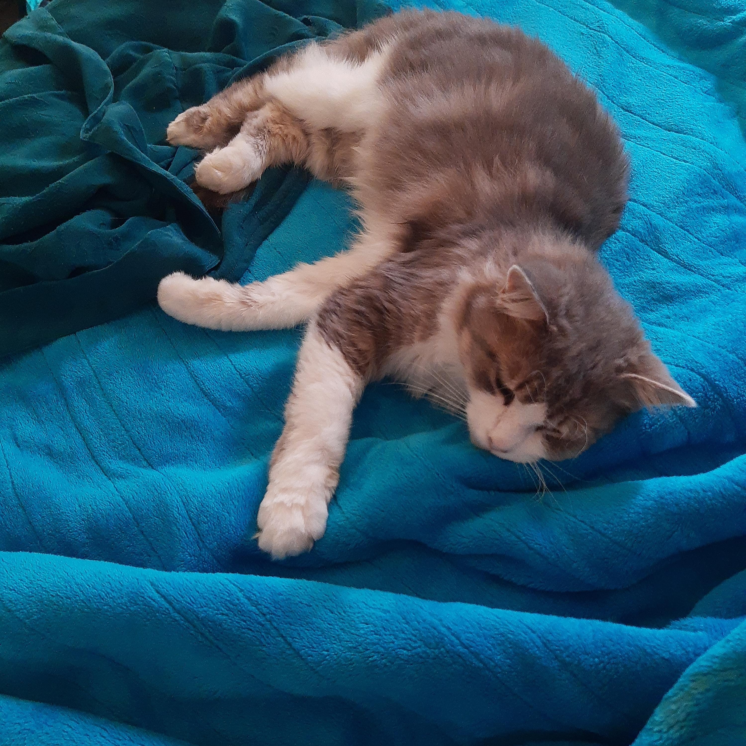 May, a Adoptable Domestic Medium Hair in Wakefield, QC image 4/5